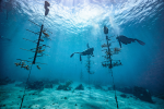 Coral Restoration in the Caribbean